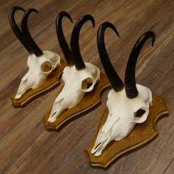 Gamsgeweihe 3 Stück Gamsen Bock Gemse Geweihe auf Trophäenschild SL 21 cm