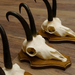 Gamsgeweihe 3 Stück Gamsen Bock Gemse Geweihe auf Trophäenschild SL 21 cm