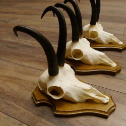 Gamsgeweihe 3 Stück Gamsen Bock Gemse Geweihe auf Trophäenschild SL 21 cm