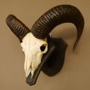 Mufflon (Ovis gmelini musimon) Widder Geweih...