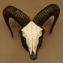 Mufflon (Ovis gmelini musimon) Widder Geweih Schädeltrophäe Hornlänge 53 cm auf Trophäenschild 82.1.127