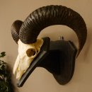 Mufflon (Ovis gmelini musimon) Widder Geweih Schädeltrophäe Hornlänge 53 cm auf Trophäenschild 82.1.127