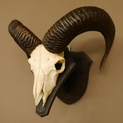Mufflon (Ovis gmelini musimon) Widder Geweih Schädeltrophäe Hornlänge 53 cm auf Trophäenschild 82.1.127