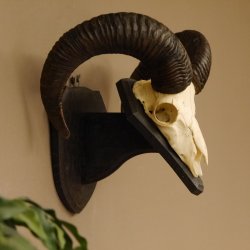 Mufflon (Ovis gmelini musimon) Widder Geweih Schädeltrophäe Hornlänge 53 cm auf Trophäenschild 82.1.127