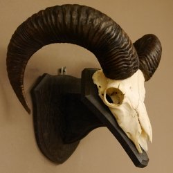 Mufflon (Ovis gmelini musimon) Widder Geweih Schädeltrophäe Hornlänge 53 cm auf Trophäenschild 82.1.127