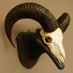 Mufflon (Ovis gmelini musimon) Widder Geweih Schädeltrophäe Hornlänge 53 cm auf Trophäenschild 82.1.127