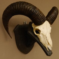 Mufflon (Ovis gmelini musimon) Widder Geweih Schädeltrophäe Hornlänge 53 cm auf Trophäenschild 82.1.127