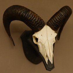 Mufflon (Ovis gmelini musimon) Widder Geweih Schädeltrophäe Hornlänge 53 cm auf Trophäenschild 82.1.127