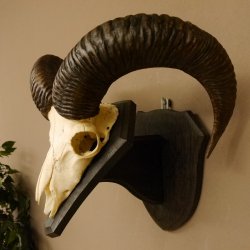Mufflon (Ovis gmelini musimon) Widder Geweih Schädeltrophäe Hornlänge 53 cm auf Trophäenschild 82.1.127