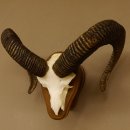 Mufflon (Ovis gmelini musimon) Widder Geweih...