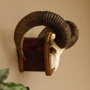 Mufflon (Ovis gmelini musimon) Widder Geweih...