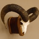Mufflon (Ovis gmelini musimon) Widder Geweih Schädeltrophäe Hornlänge 65 cm auf Trophäenschild 82.1.128
