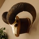 Mufflon (Ovis gmelini musimon) Widder Geweih Schädeltrophäe Hornlänge 65 cm auf Trophäenschild 82.1.128