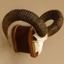 Mufflon (Ovis gmelini musimon) Widder Geweih Schädeltrophäe Hornlänge 65 cm auf Trophäenschild 82.1.128
