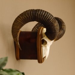 Mufflon (Ovis gmelini musimon) Widder Geweih Schädeltrophäe Hornlänge 65 cm auf Trophäenschild 82.1.128