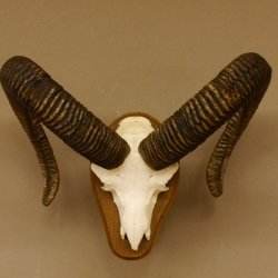 Mufflon (Ovis gmelini musimon) Widder Geweih Schädeltrophäe Hornlänge 65 cm auf Trophäenschild 82.1.128