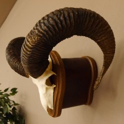 Mufflon (Ovis gmelini musimon) Widder Geweih Schädeltrophäe Hornlänge 65 cm auf Trophäenschild 82.1.128
