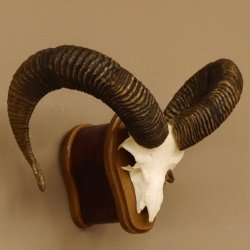 Mufflon (Ovis gmelini musimon) Widder Geweih Schädeltrophäe Hornlänge 65 cm auf Trophäenschild 82.1.128