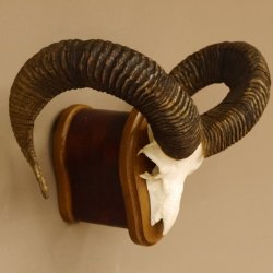 Mufflon (Ovis gmelini musimon) Widder Geweih Schädeltrophäe Hornlänge 65 cm auf Trophäenschild 82.1.128