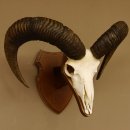Mufflon (Ovis gmelini musimon) Widder Geweih...