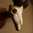 Mufflon (Ovis gmelini musimon) Widder Geweih Schädeltrophäe Hornlänge 61 cm auf Trophäenschild 82.1.129