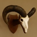 Mufflon (Ovis gmelini musimon) Widder Geweih Schädeltrophäe Hornlänge 61 cm auf Trophäenschild 82.1.129