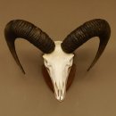 Mufflon (Ovis gmelini musimon) Widder Geweih Schädeltrophäe Hornlänge 61 cm auf Trophäenschild 82.1.129