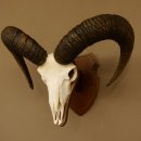 Mufflon (Ovis gmelini musimon) Widder Geweih Schädeltrophäe Hornlänge 61 cm auf Trophäenschild 82.1.129
