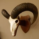 Mufflon (Ovis gmelini musimon) Widder Geweih Schädeltrophäe Hornlänge 61 cm auf Trophäenschild 82.1.129