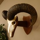 Mufflon (Ovis gmelini musimon) Widder Geweih Schädeltrophäe Hornlänge 61 cm auf Trophäenschild 82.1.129
