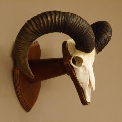 Mufflon (Ovis gmelini musimon) Widder Geweih Schädeltrophäe Hornlänge 61 cm auf Trophäenschild 82.1.129