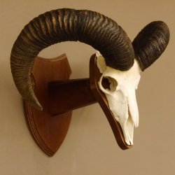 Mufflon (Ovis gmelini musimon) Widder Geweih Schädeltrophäe Hornlänge 61 cm auf Trophäenschild 82.1.129