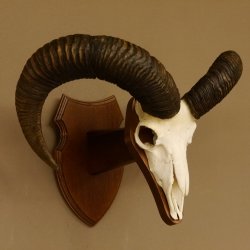 Mufflon (Ovis gmelini musimon) Widder Geweih Schädeltrophäe Hornlänge 61 cm auf Trophäenschild 82.1.129