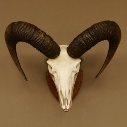 Mufflon (Ovis gmelini musimon) Widder Geweih Schädeltrophäe Hornlänge 61 cm auf Trophäenschild 82.1.129