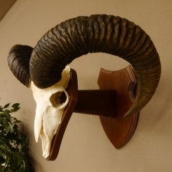 Mufflon (Ovis gmelini musimon) Widder Geweih Schädeltrophäe Hornlänge 61 cm auf Trophäenschild 82.1.129
