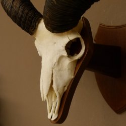 Mufflon (Ovis gmelini musimon) Widder Geweih Schädeltrophäe Hornlänge 61 cm auf Trophäenschild 82.1.129