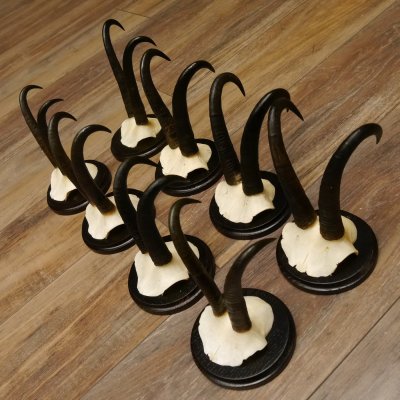 Gamsgeweihe 8 Stück Gamsen SL bis 22,3 cm Bock Gemse Geweihe auf neuen Trophäenschildern