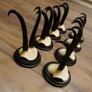 Gamsgeweihe 8 Stück Gamsen SL bis 22,3 cm Bock Gemse Geweihe auf neuen Trophäenschildern