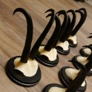 Gamsgeweihe 8 Stück Gamsen SL bis 22,3 cm Bock Gemse Geweihe auf neuen Trophäenschildern