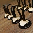 Gamsgeweihe 8 Stück Gamsen SL bis 22,3 cm Bock Gemse Geweihe auf neuen Trophäenschildern