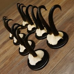Gamsgeweihe 8 Stück Gamsen SL bis 22,3 cm Bock Gemse Geweihe auf neuen Trophäenschildern