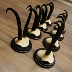 Gamsgeweihe 8 Stück Gamsen SL bis 22,3 cm Bock Gemse Geweihe auf neuen Trophäenschildern