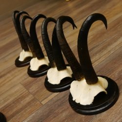 Gamsgeweihe 8 Stück Gamsen SL bis 22,3 cm Bock Gemse Geweihe auf neuen Trophäenschildern