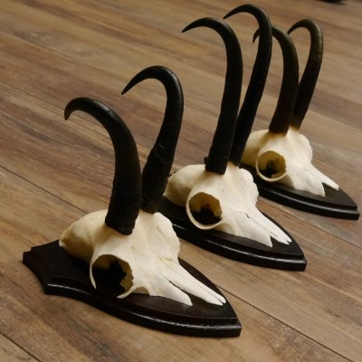 Gamsgeweihe 3 Stück Gamsen SL bis 22,5 cm Bock Gemse Geweihe auf Trophäenschildern