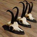 Gamsgeweihe 3 Stück Gamsen SL bis 22,5 cm Bock Gemse Geweihe auf Trophäenschildern