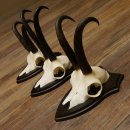 Gamsgeweihe 3 Stück Gamsen SL bis 22,5 cm Bock Gemse Geweihe auf Trophäenschildern