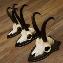 Gamsgeweihe 3 Stück Gamsen SL bis 22,5 cm Bock Gemse Geweihe auf Trophäenschildern