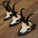 Gamsgeweihe 3 Stück Gamsen SL bis 22,5 cm Bock Gemse Geweihe auf Trophäenschildern