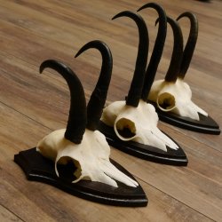 Gamsgeweihe 3 Stück Gamsen SL bis 22,5 cm Bock Gemse Geweihe auf Trophäenschildern