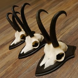 Gamsgeweihe 3 Stück Gamsen SL bis 22,5 cm Bock Gemse Geweihe auf Trophäenschildern